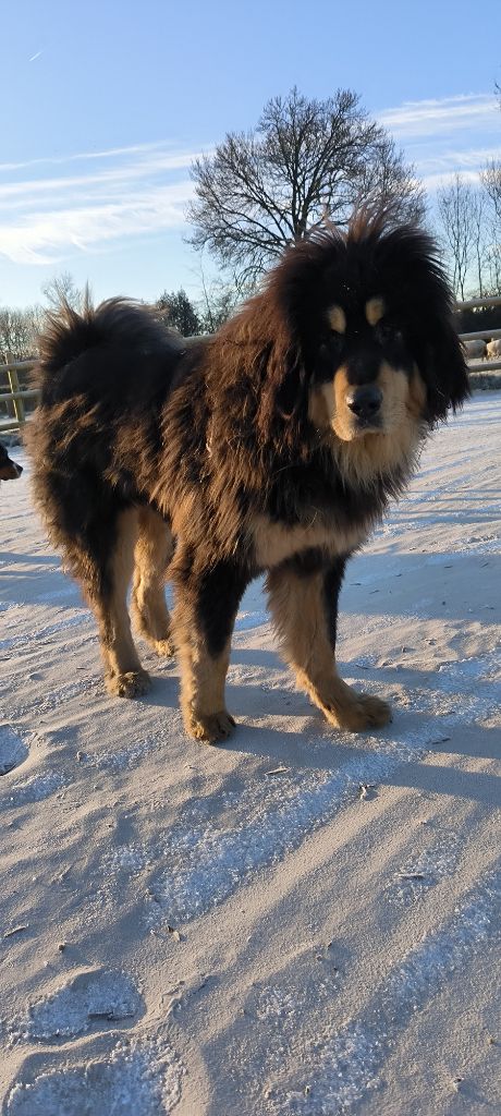 Ultime du domaine de Toundra