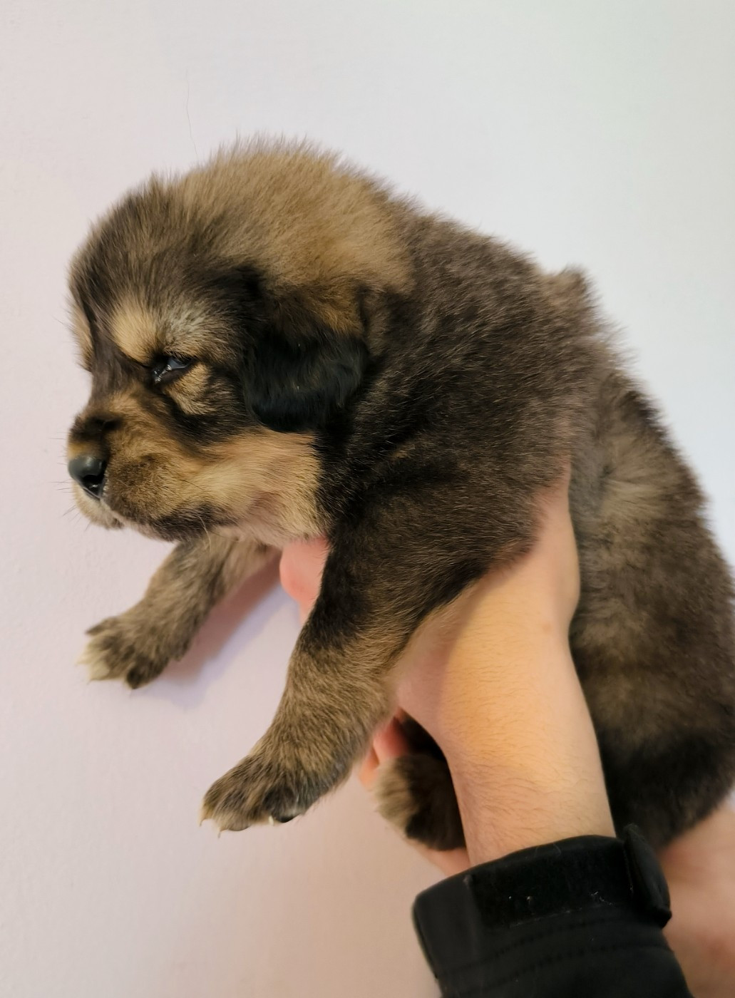 Du Haras Des Champs - Chiots disponibles - Dogue du Tibet