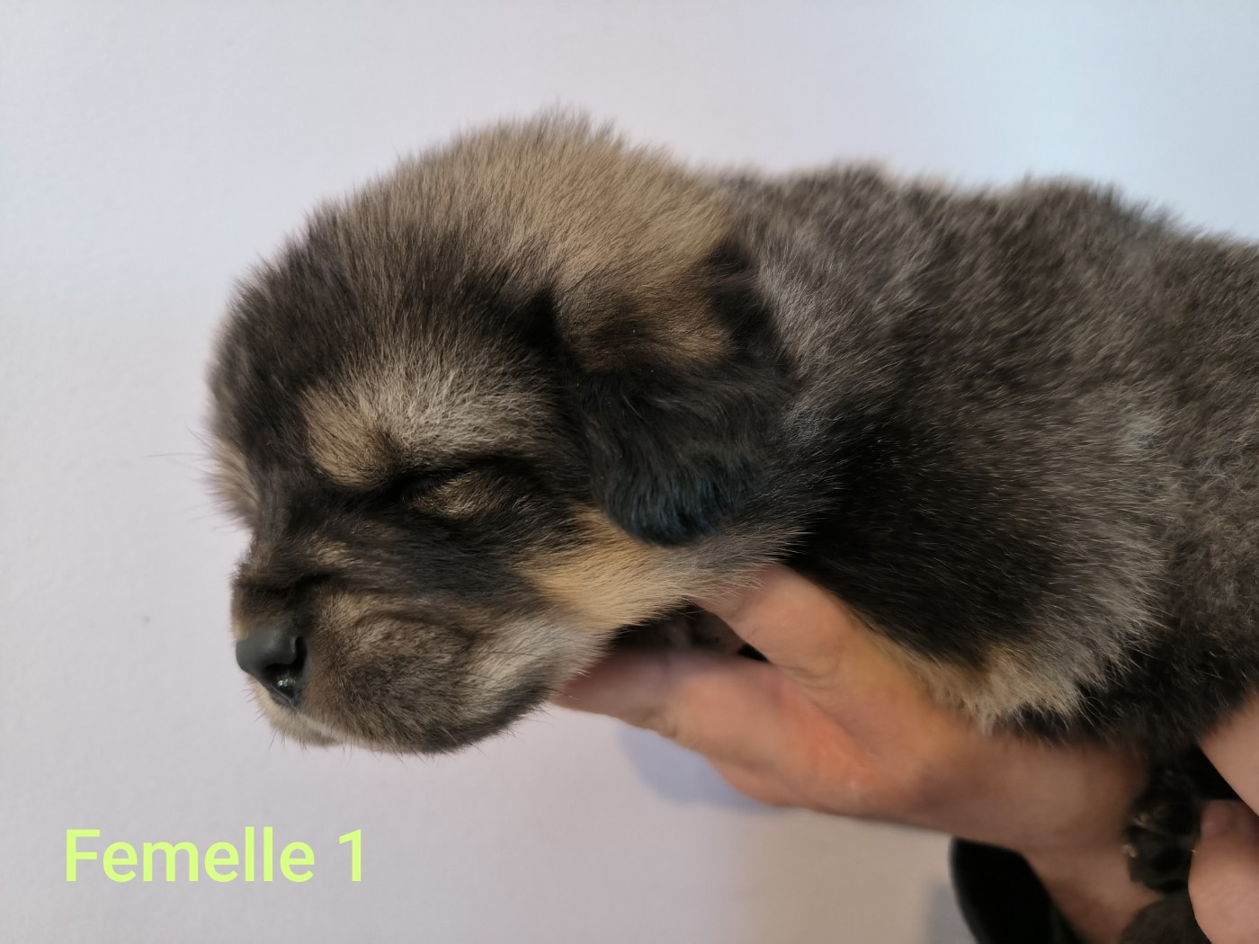 Du Haras Des Champs - Chiots disponibles - Dogue du Tibet