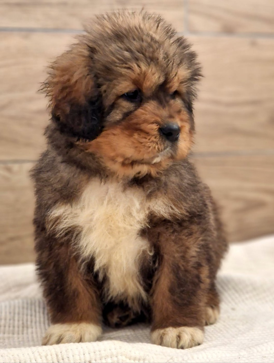Du Haras Des Champs - Chiots disponibles - Dogue du Tibet