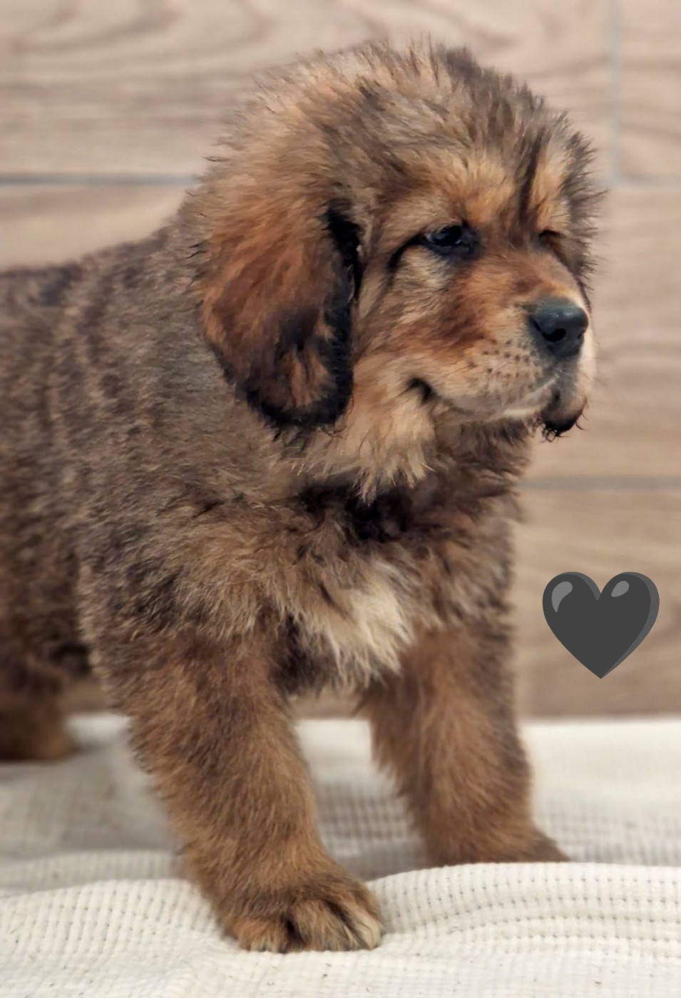 Du Haras Des Champs - Chiots disponibles - Dogue du Tibet