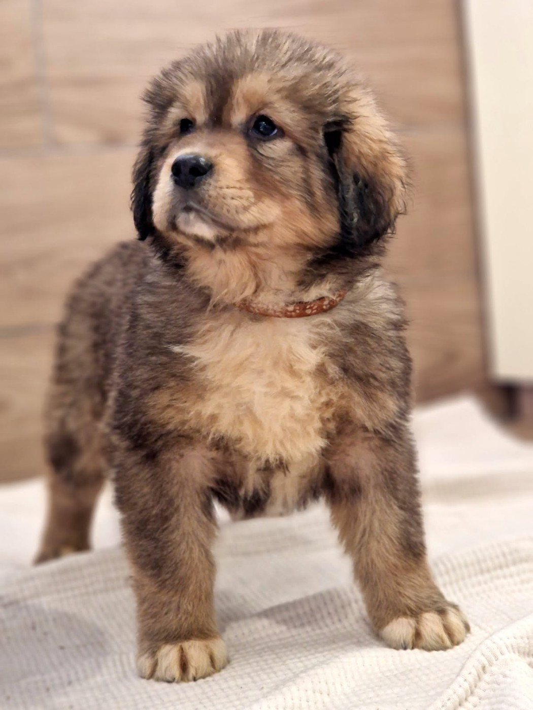 Du Haras Des Champs - Chiots disponibles - Dogue du Tibet