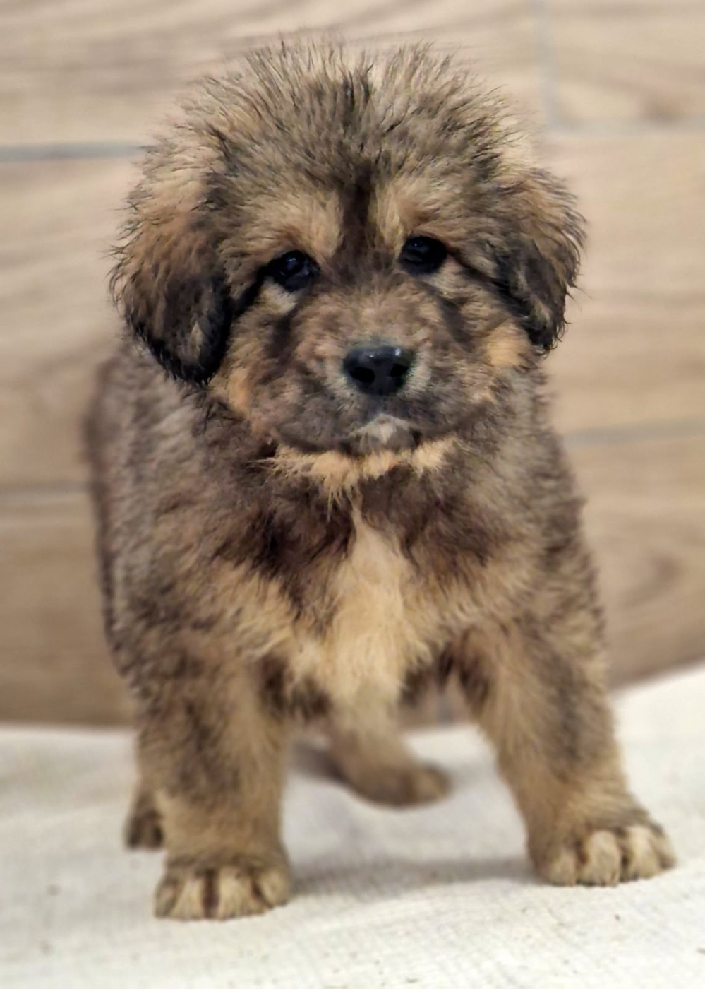 Du Haras Des Champs - Chiots disponibles - Dogue du Tibet