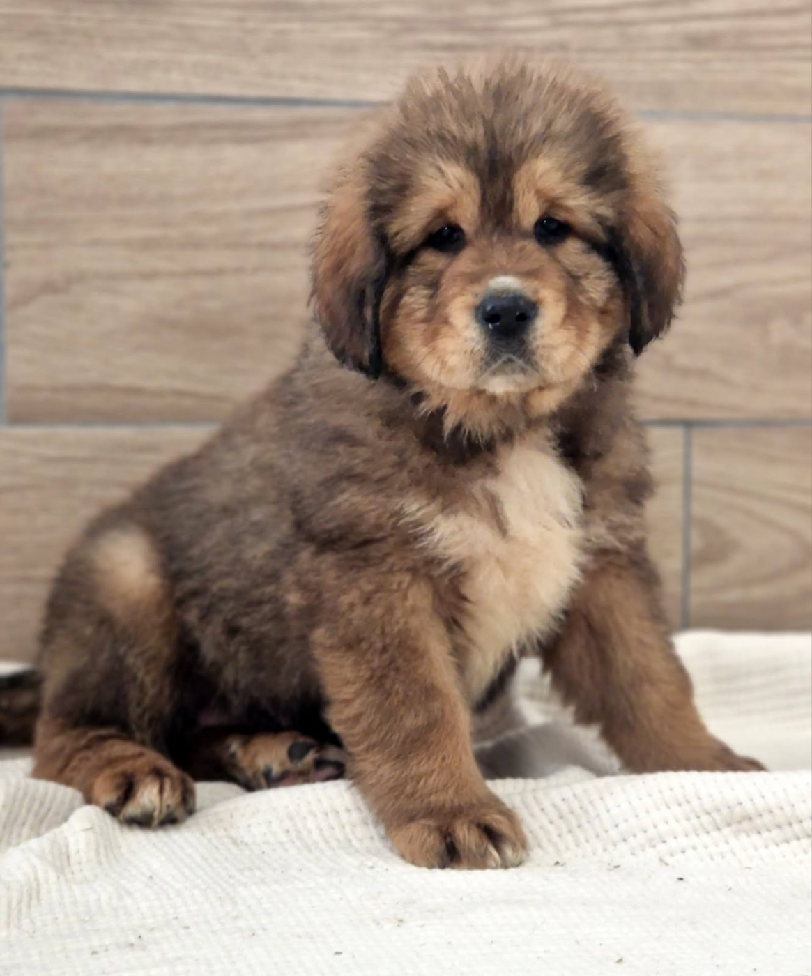 Du Haras Des Champs - Chiots disponibles - Dogue du Tibet