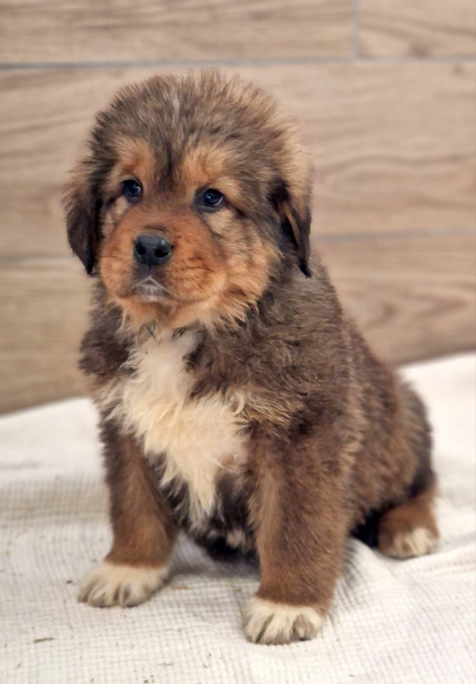 Du Haras Des Champs - Chiots disponibles - Dogue du Tibet