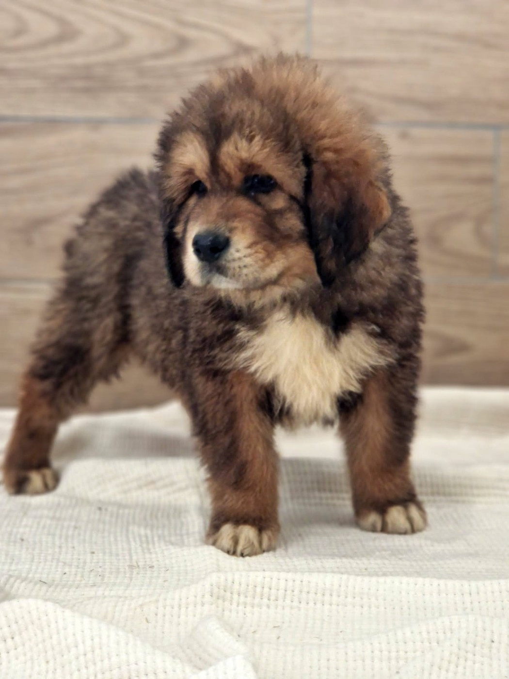 Du Haras Des Champs - Chiots disponibles - Dogue du Tibet