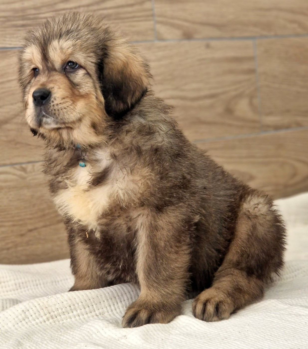 Du Haras Des Champs - Chiots disponibles - Dogue du Tibet