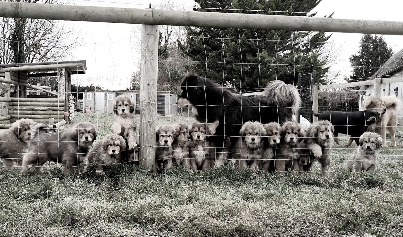 Chiot Dogue du Tibet Du Haras Des Champs