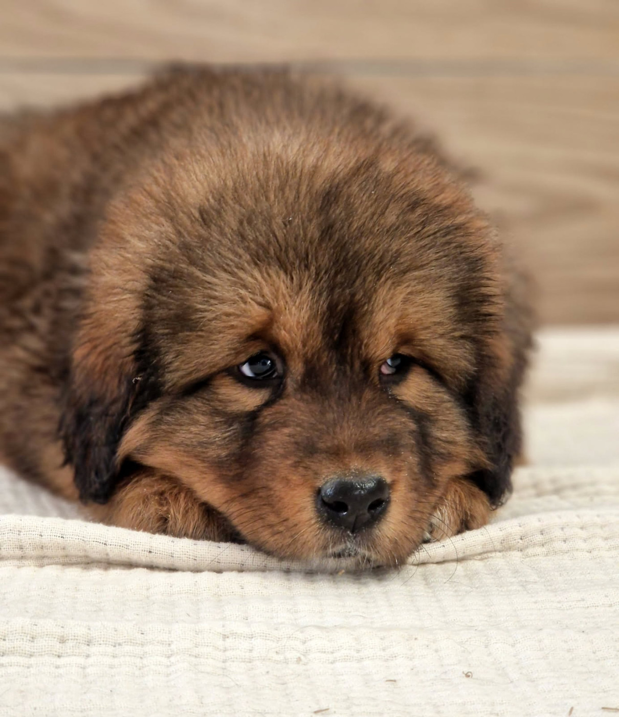 Du Haras Des Champs - Chiots disponibles - Dogue du Tibet