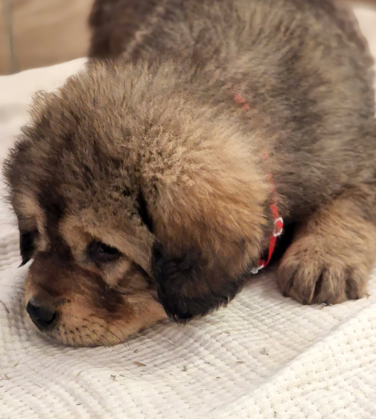 Du Haras Des Champs - Chiots disponibles - Dogue du Tibet