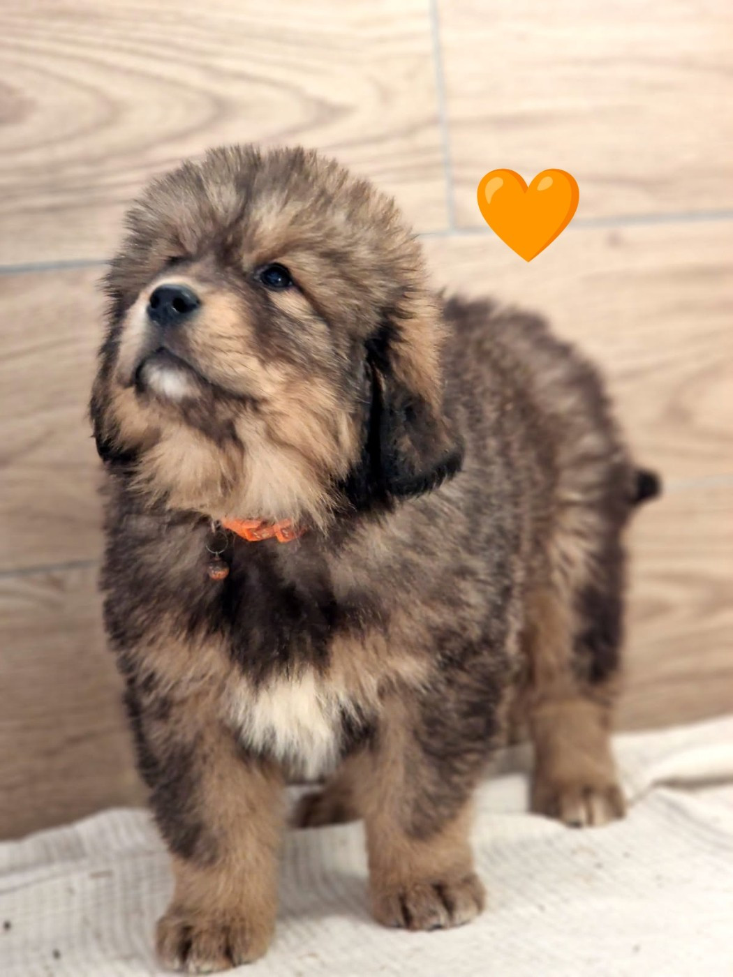 Du Haras Des Champs - Chiots disponibles - Dogue du Tibet