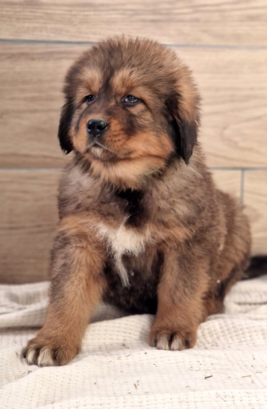 Du Haras Des Champs - Chiots disponibles - Dogue du Tibet