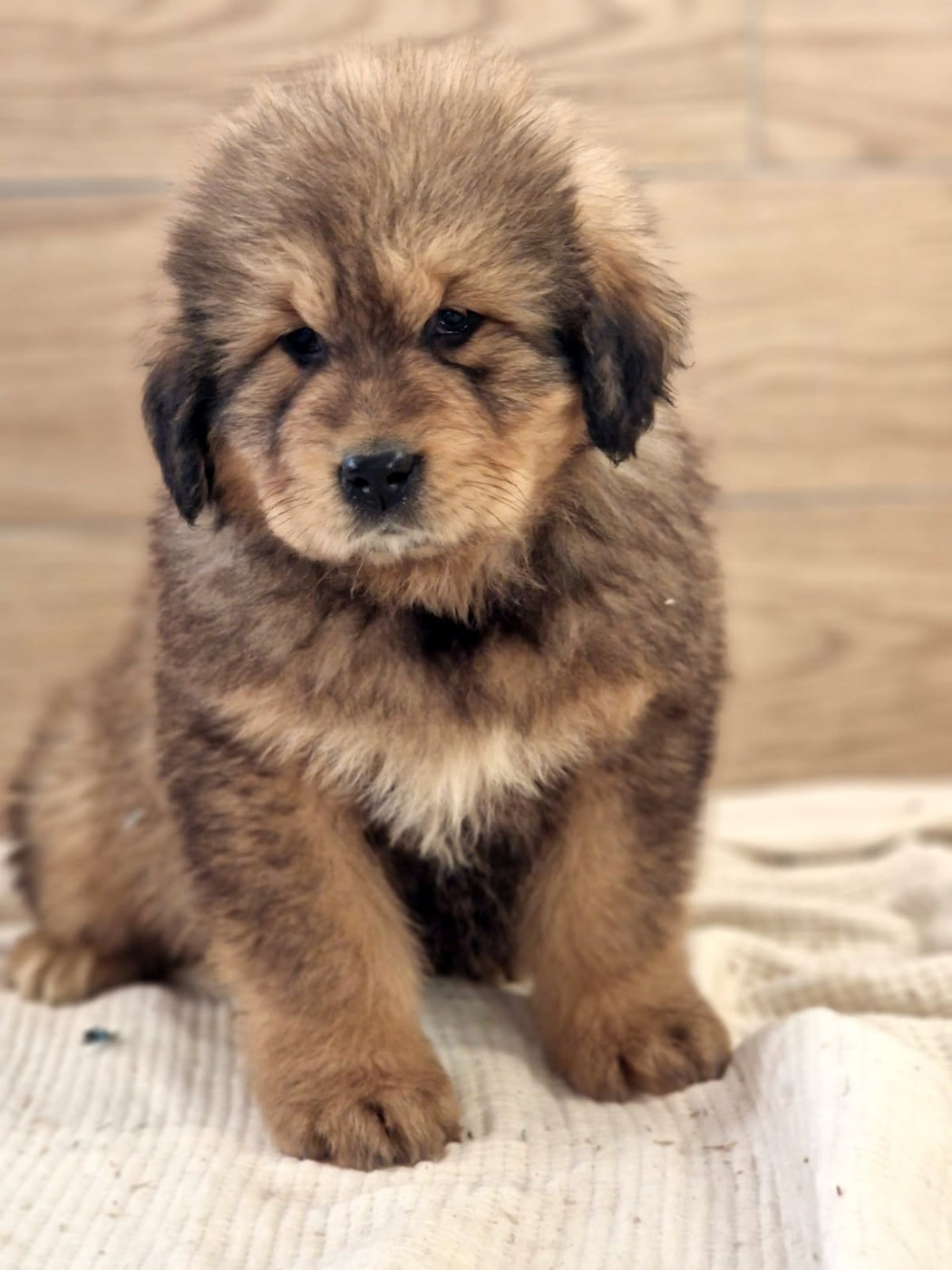 Du Haras Des Champs - Chiots disponibles - Dogue du Tibet