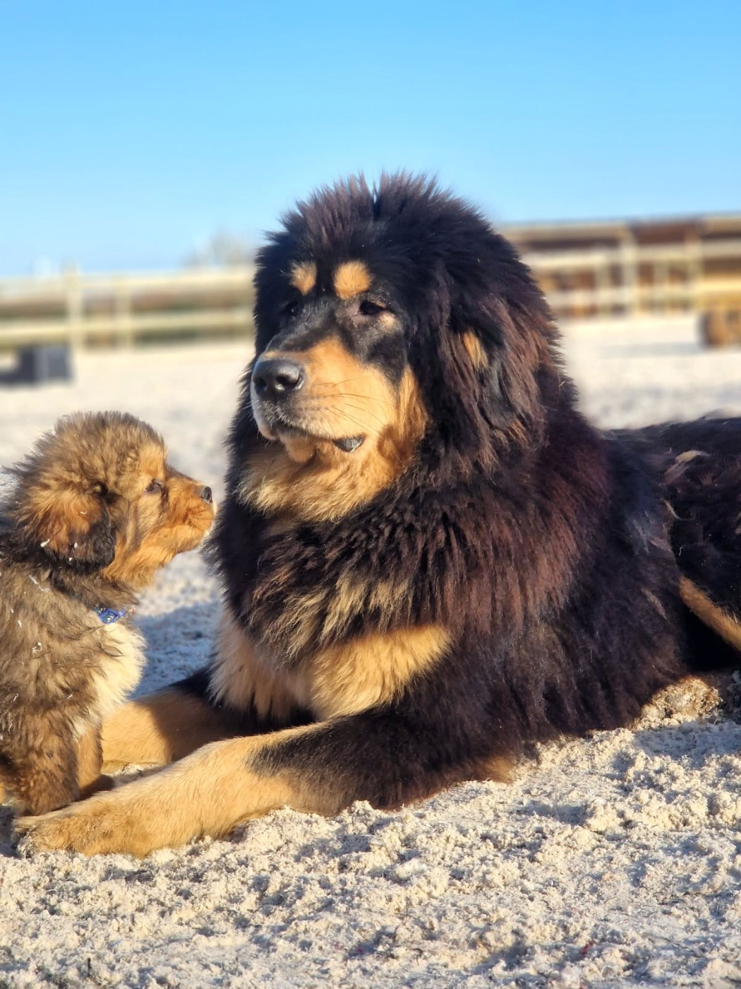 Du Haras Des Champs - Dogue du Tibet - Portée née le 31/10/2025
