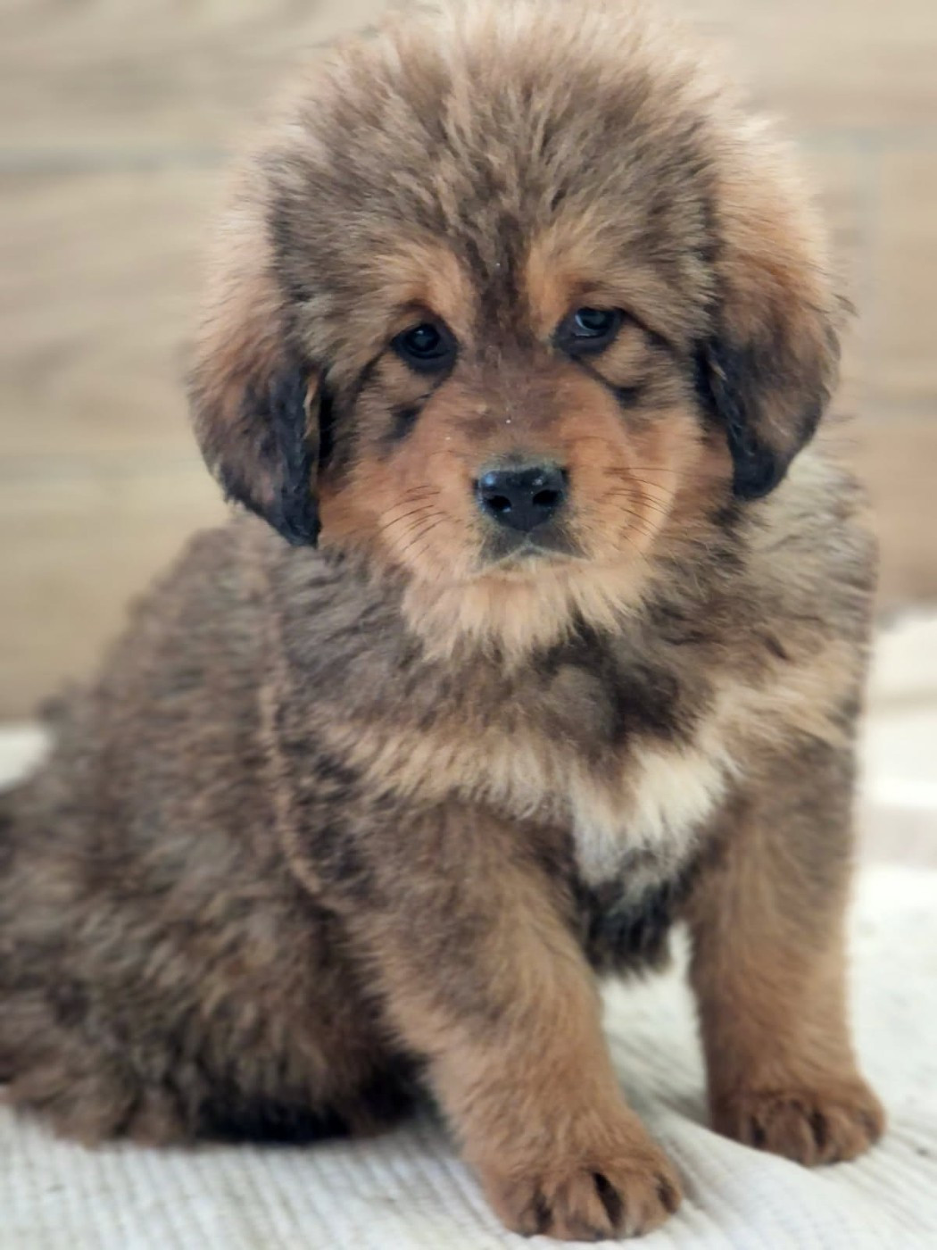 Du Haras Des Champs - Chiots disponibles - Dogue du Tibet